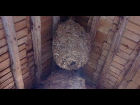 Видео: Гнездо ШЕРШНЕЙ  Хутор LV #шершень