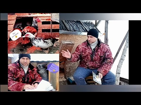 Видео: Кого завести из домашних животных. От кого доход больше? Куры, гуси, мускусные утки или кролики?