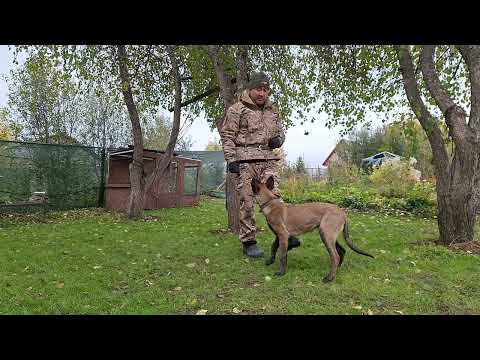 Видео: Малинуа... оно мне надо?! #malinois #малинуа #яимойхвост