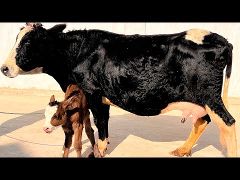 Видео: ГОВИ 10 ЛИТИР ШИРДОРИ ФУРУШИ ТЛ 011 87 95 95 НАВОРИ ТОЗА 24 октября 2025 г.