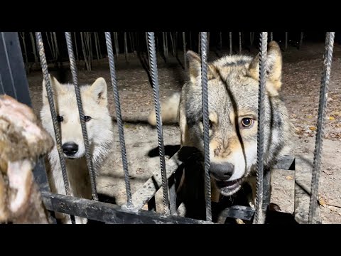 Видео: Ночная кормёжка Волков обернулась жёсткой дракой. Волк Акела глотает цыплят.