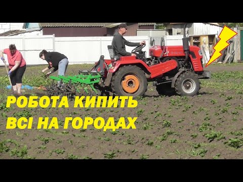 Видео: Їжаки в роботі лапи з мотоблока. Shifeng SF240. Вся сім'я на городі.