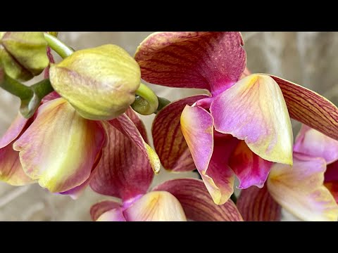 Видео: Орхидеи пелоры и бабочки. Конец января 2023. Новинки 🦋🦋🦋