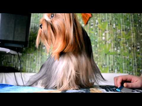 Видео: как стричь когти собаке