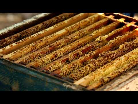 Видео: Пасечник №35 - Пасека Подрезана А.Г. Часть 2