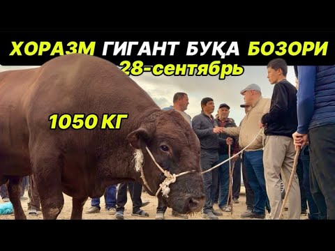 Видео: ГИГАНТ БУҚА БОЗОРИ… ХОРАЗМ УРГАНЧ ҒОЙБУ 28-сентября 2025 г.