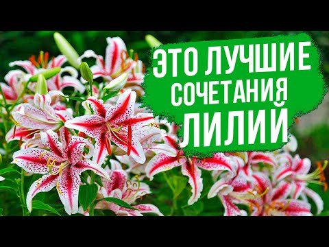 Видео: Лилии в саду! Лучшие сочетания лилий. Как собрать интересные композиции с лилиями в саду.