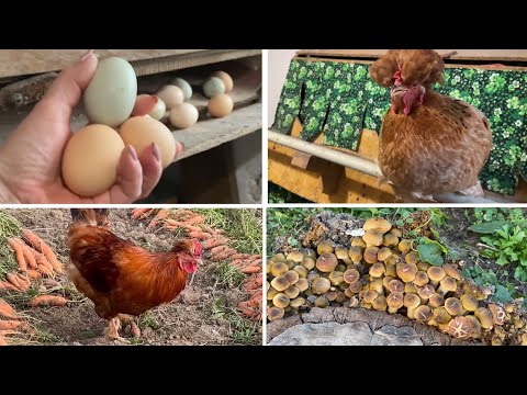 Видео: У молодых кур такое бывает Морковки для кур хватит Посадила новую малину Грибы во дворе