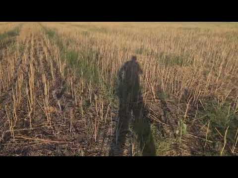 Видео: Уборка горчицы жёлтой, сорт " Прима". No-till 23.07.2022