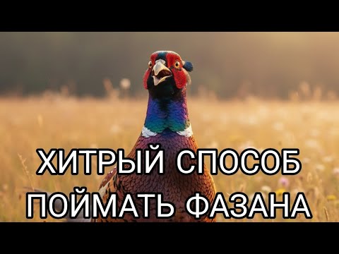 Видео: ХИТРОСТЬ КОТОРАЯ РАБОТАЕТ: ЛОВУШКИ НА ФАЗАНА И ДРУГУЮ ПТИЦУ. Pheasant trap pheasant night 