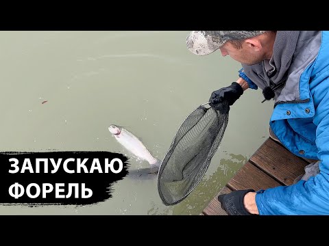 Видео: ЗАПУСКАЮ 30кг ФОРЕЛИ В ПРУД на даче