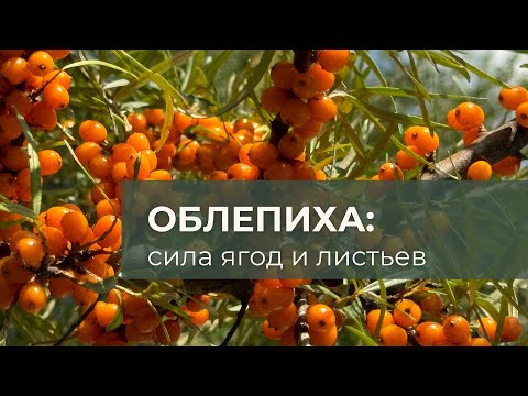 Видео: Сила облепихи: ценность ягод, листьев и рецепт полезного чая!