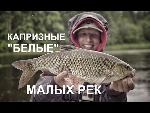 Видео: За "белым" хищником в июле.