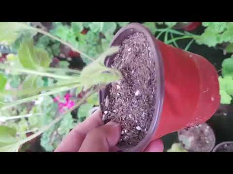 Видео: Геран сотиладиган кучатларини обзори.#geran  #garden #gullar .   Телеграмм.  t.me/geran500600