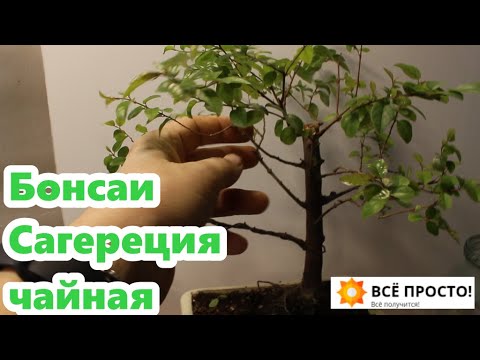 Видео: Бонсай из Сагереции чайной🍃 Особенности ухода, формирования и размножения Сагереции.