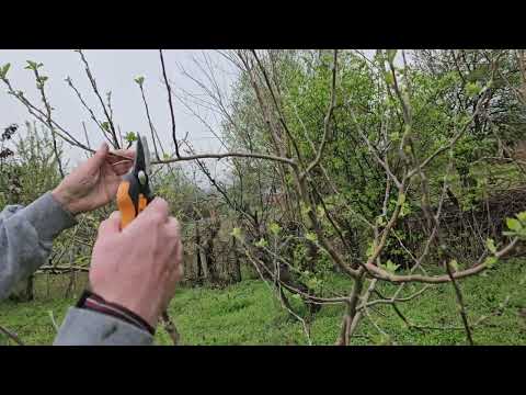 Видео: Ябълка Флорина. #резитба