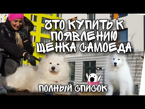 Видео: Что нужно купить к появлению щенка САМОЕДА