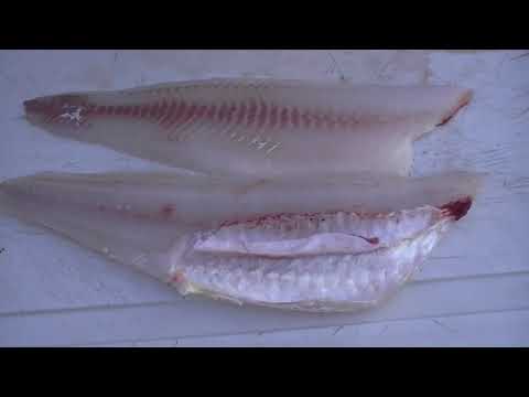 Видео: ВЫ НЕПРАВИЛЬНО ЧИСТИТЕ СУДАКА!!! Получайте максимальное количество ФИЛЕ БЕЗ КОСТЕЙ и ловите рыбу ...