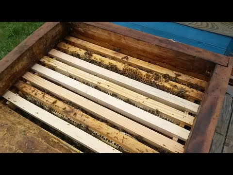 Видео: Расширение гнезда в многокорпусном улье.Наращивание пчелы в десяти рамочном улье на три корпуса .