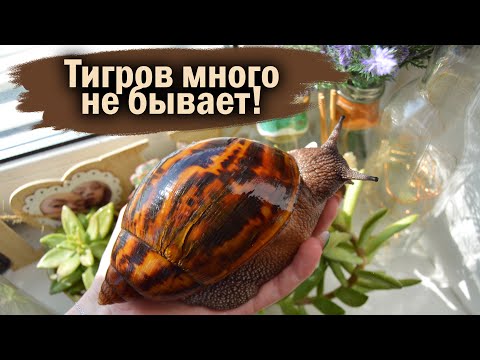 Видео: РАСПАКОВКА ПОСЫЛКИ С УЛИТКАМИ | УБОРКА У УЛИТОК | ОТВЕЧАЮ НА ВАШИ ВОПРОСЫ