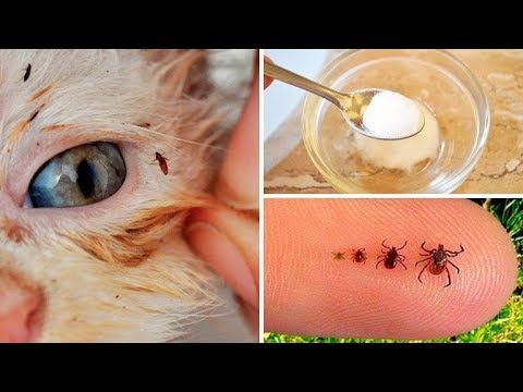 Видео: Как Вывести Блох У Кошек И Собак Народными Средствами