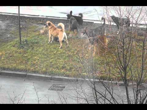 Видео: групповуха по   собачьи