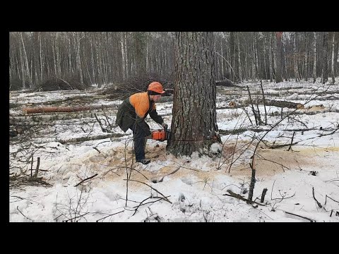 Видео: Валка леса среда день не лёгкий