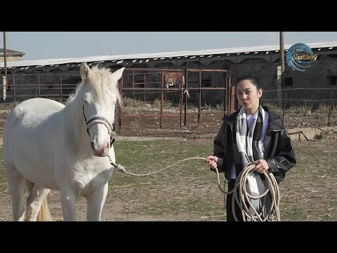 Видео: Казахи с древних времен придавали особое значение белым коням