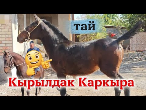 Видео: Каркыра кырылдак тай 