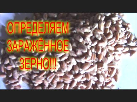 Видео: КАК ОПРЕДЕЛИТЬ ЗАРАЖЁННОЕ ЗЕРНО//МОЯ ЛЮБИМАЯ УСАДЬБА