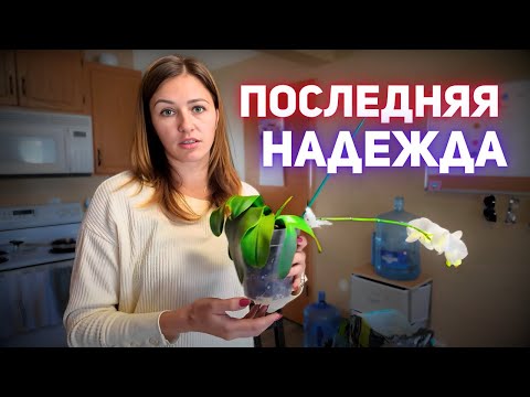 Видео: ЦВЕТЫ, РЕЦЕПТ, ДОСУГ!!!