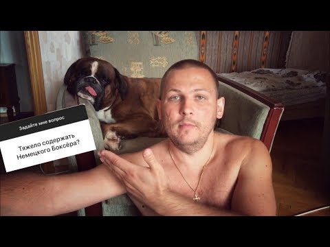 Видео: Тяжело содержать Немецкого Боксёра ?