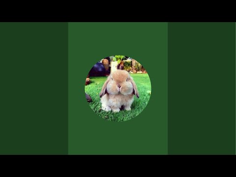 Видео: ДЕХҚОНЧИЛИК в прямом эфире!