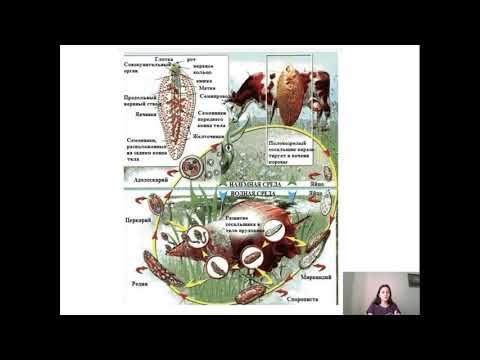 Видео: печеночный сосальщик (Fasciola hepatica)