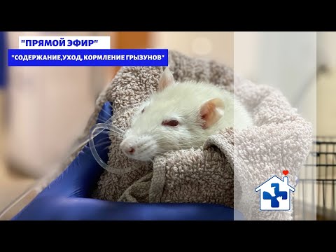 Видео: Прямой эфир с ратологом. Содержание, уход, кормление грызунов.