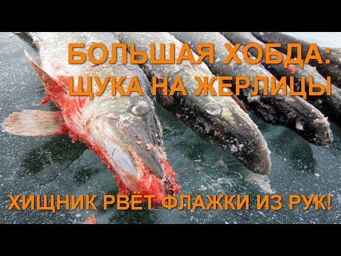 Видео: Хищник рвёт флажки из рук! Большая Хобда: щука на жерлицы. Рыбалка в Актюбинской области, Казахстан.