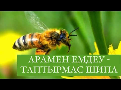 Видео: АРАМЕН ЕМДЕУ - АПИТЕРАПИЯ - ЕЖЕЛГІ МЕДИЦИНА КЕРЕМЕТІ