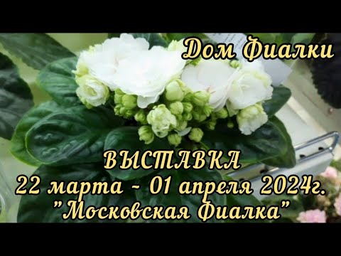 Видео: Выставка ФИАЛОК  в московском Доме Фиалки с 22.03 по 01.04.2024г. #выставкафиалок #домфиалки