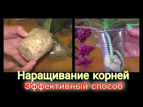 Видео: Если КОРНИ ОРХИДЕИ СГНИЛИ не знаешь ЧТО ДЕЛАТЬ и КАК ПОЛИВАТЬ делай так ☝️