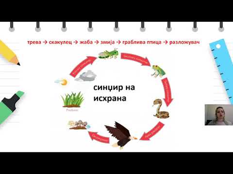 Видео: VI одделение - Природни науки - Синџир на исхрана