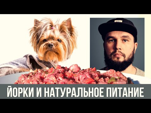Видео: Подходит ли натуралка йоркам и другим декоративным породам собак?