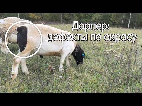 Видео: Дефекты по окрасу у Дорперов
