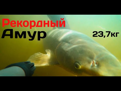 Видео: ЛУЧШАЯ ОХОТА ГОДА!!! РЕКОРДНЫЙ БЕЛЫЙ АМУР!!!