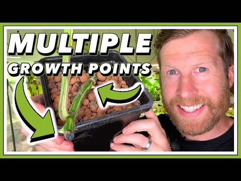 Видео: АКТИВИРУЙТЕ РОСТ МОНСТЕРА