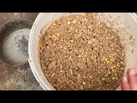 Видео: Откорм петухов на мясо.