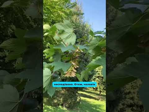 Видео: Довгождане весілля