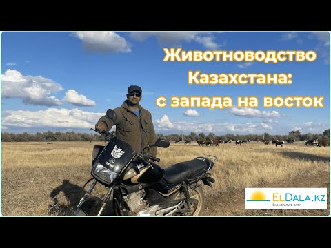 Видео: Мясное животноводство Казахстана: какой скот выгодно выращивать в степи