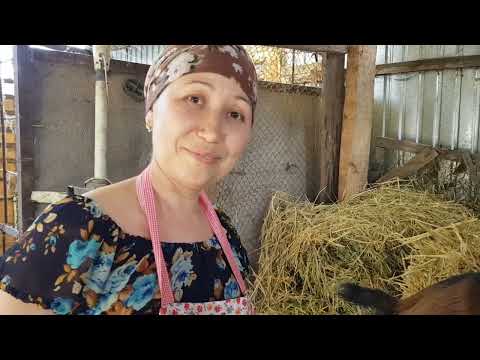 Видео: +77017224679 Анвар Рустемов. Исмира Кубанышбекова. Сокулук. Кыргызстан.