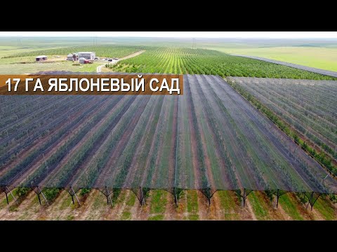 Видео: Яблочный бизнес в Казахстане. Интенсивный яблоневый сад. Садоводство. КХ Гани Атемова