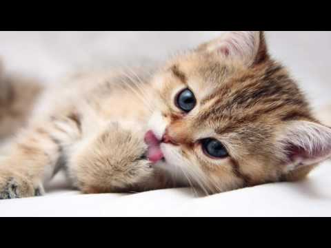 Видео: Лечебная Музыка Для Сна, Отдыха И Восстановления Сил Музыка Перед Сном